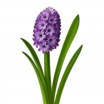 Hyacinth