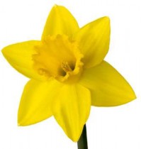 Narcissus - by one